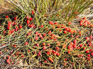 The plant ephedra