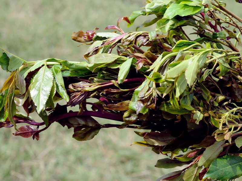 Khat, A Plant That Is Chewed, Is One Of The Most Widely Used Stimulants.