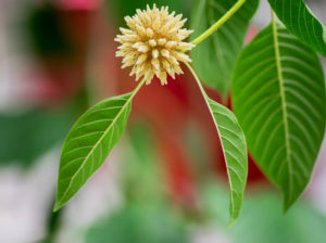 Plant Kratom