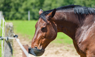 helping alcoholic is like taking horse to water