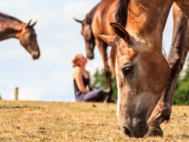 honesty in recovery with equine therapy