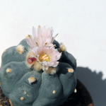 what is peyote (mescaline)
