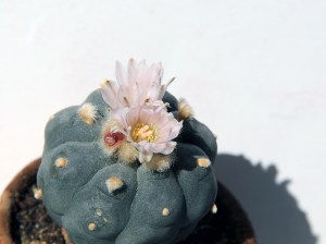 what is peyote (mescaline)