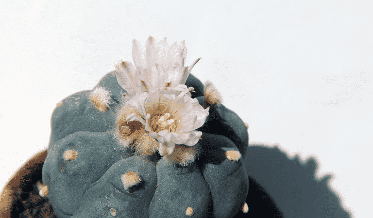 What Is Peyote (Mescaline) What Is Peyote (Mescaline)