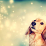 Dog in winter with Christms hat