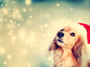 Dog in winter with Christms hat