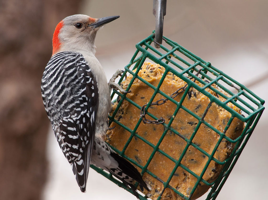 Woodpecker at the feeder