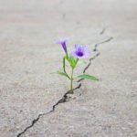 hope flowergrowinginconcrete