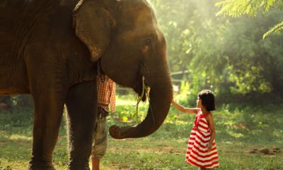 little girl with elephant