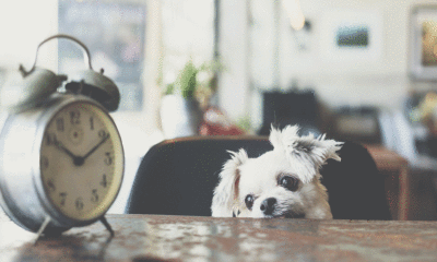 patience for recovery is necessary dog waiting