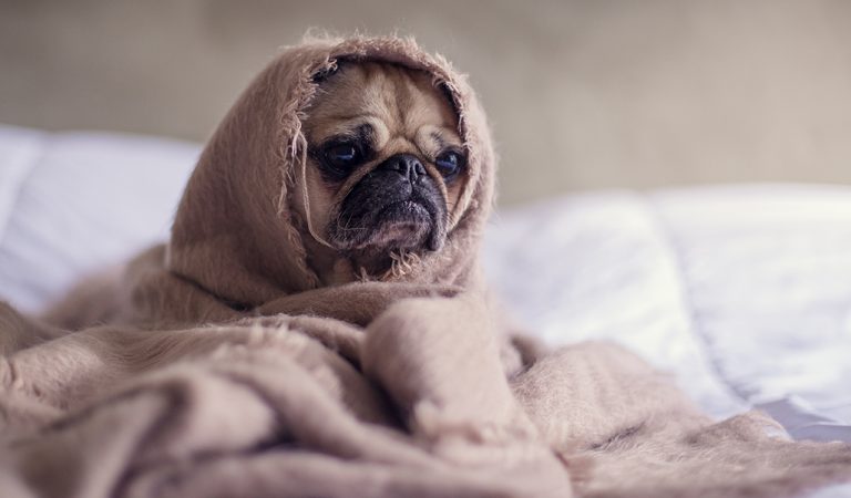 Quiz: What’s Your Sleep IQ? Quiz: What’s Your Sleep IQ?