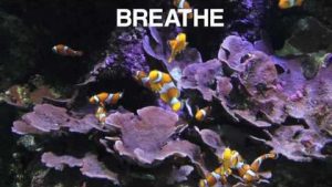 Mini Mind Break Clownfish
