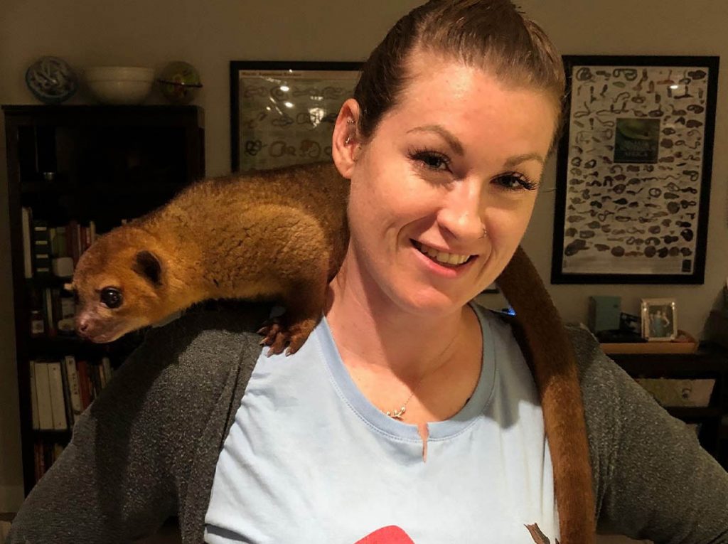 kinkajou recovery rescue