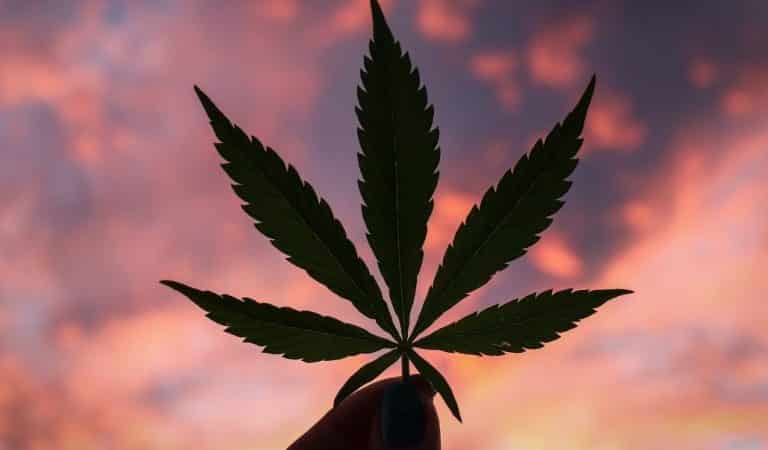 Want To Detox From Weed? Want To Detox From Weed?
