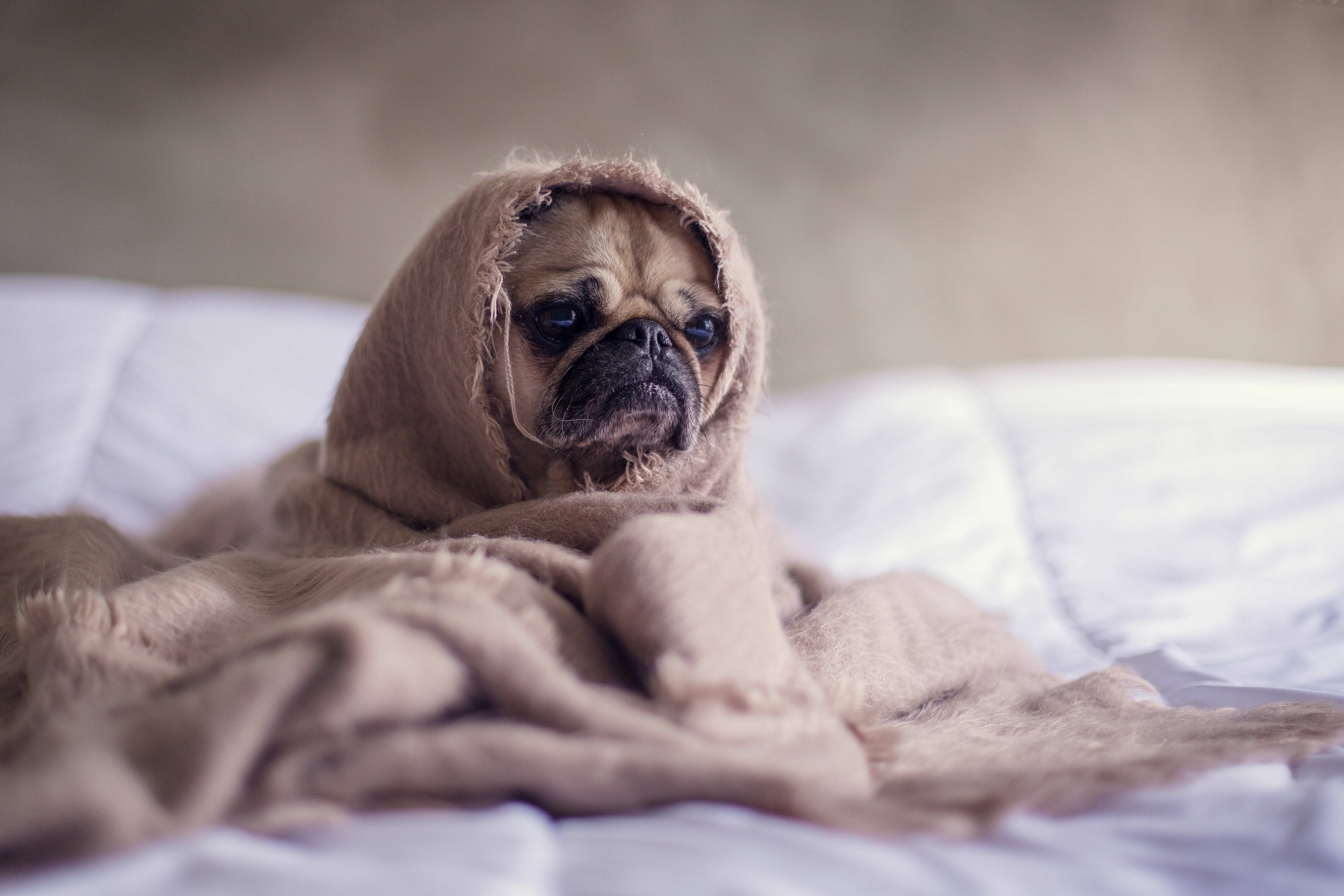 frowning pug in introvert quiz