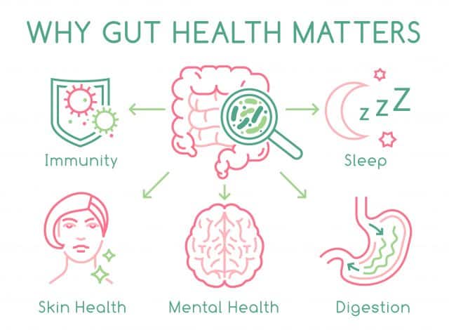 How Does Gut Health Affect Your Body - Reach Out Recovery