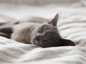 insomnia