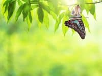 get free of manipulation