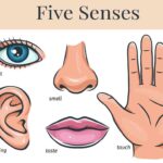 5 senses self care