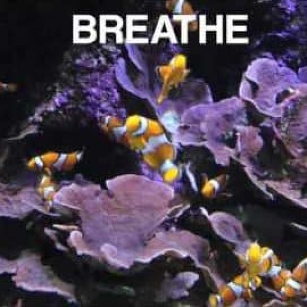 Mini Mind Break Clownfish