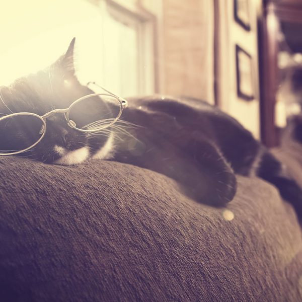 Cat sleeping on couch