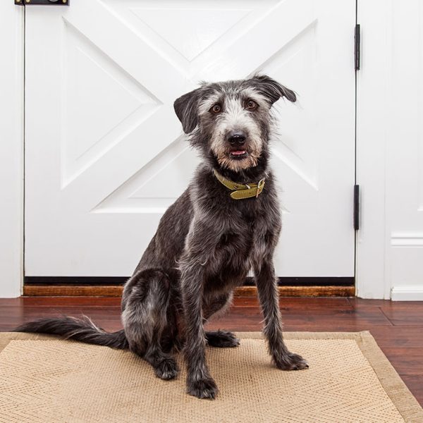 Dog With Expecations