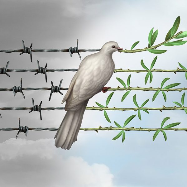 Dove putting branches on barbed wire