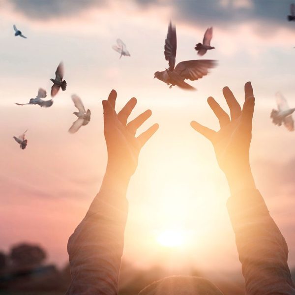 Hands trying to catch flying birds