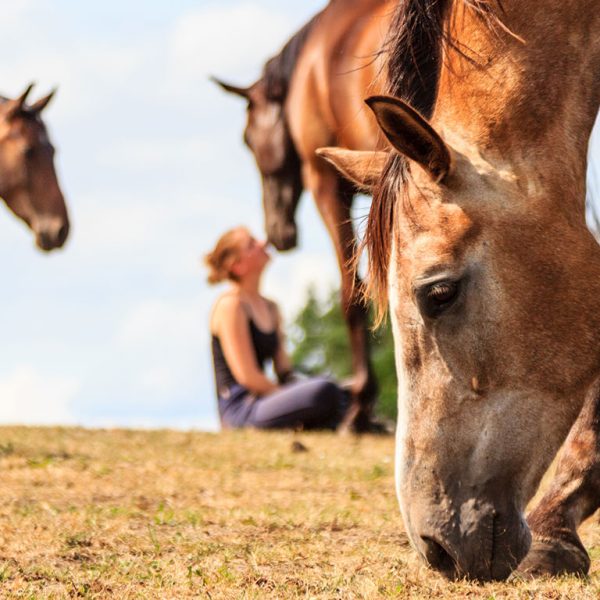 honesty in recovery with equine therapy