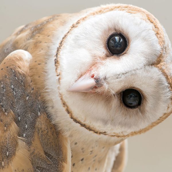 Owl looking curious