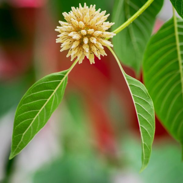 Plant Kratom