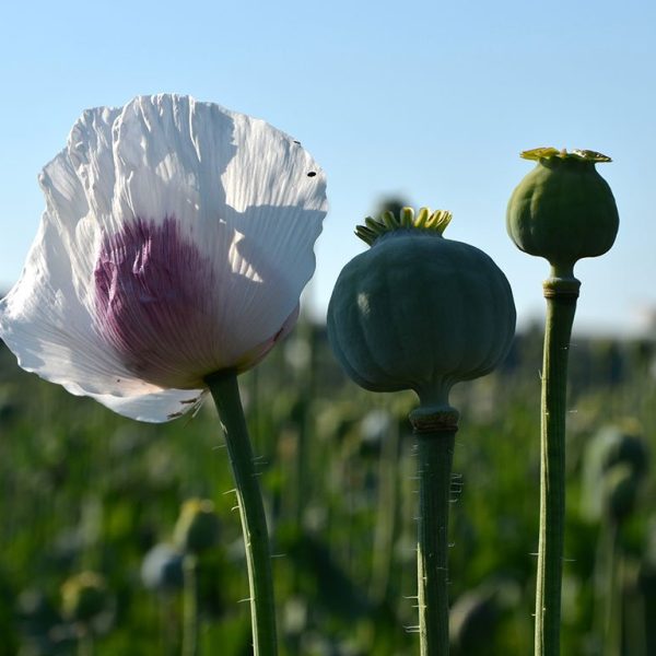 Poppies in a field