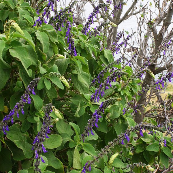 Salvia divinorum plant