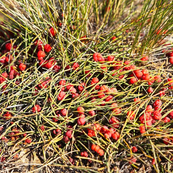 The plant ephedra