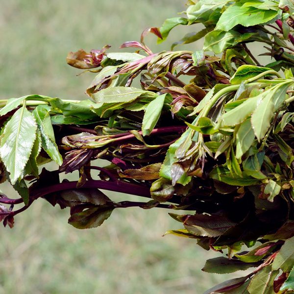 The stimulant plant Khat