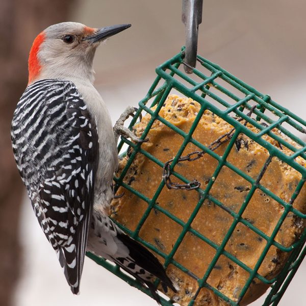 Woodpecker at the feeder